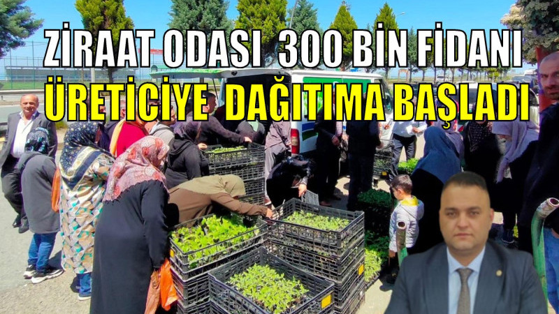 ZİRAAT ODASI  300 BİN FİDANI ÜRETİCİYE  DAĞITIMA BAŞLADI