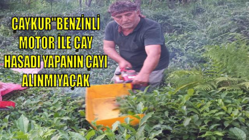 ÇAYKUR“BENZİNLİ MOTORLA ÇAY TOPLAYANLARIN ÇAYINI ALMAYACAĞIZ”