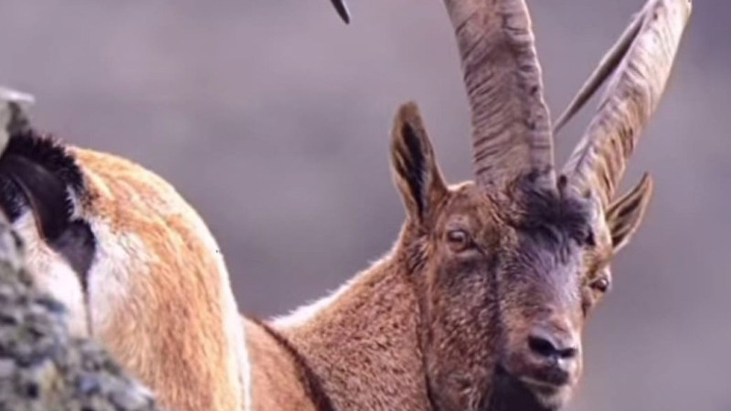 DERİNER BARAJI YABAN HAYVAN DURAĞI OLDU