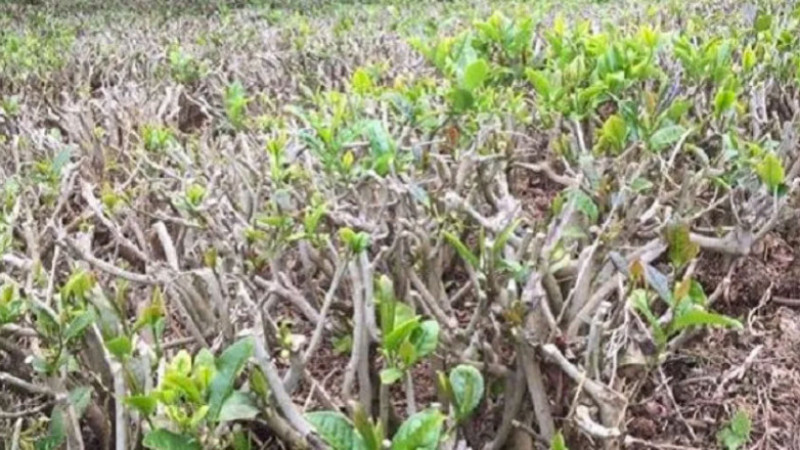 Çay Üreticilerinin Dikkatine: 2026 Yılı Budama Ölçüm Çalışmaları Başladı